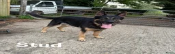 German Shepherd dogs for sale: Working line GSD puppies - 3rd generation breeding - Advert 5