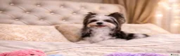 Yorkshire Terrier dogs for sale: Biewer Yorkshire terrier pedigree  - Advert 5