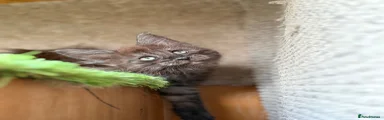 Maine Coon 1