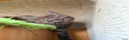 Maine Coon cats for sale: Baby Black Smoke TICA Maine Coon Kittens - Advert 20