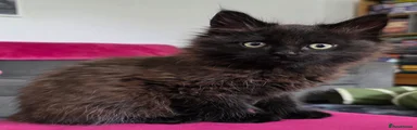 Maine Coon Kitten 1