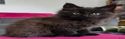 Maine Coon cats for sale: Gorgeous, sociable maine coon kittens  - Advert 37