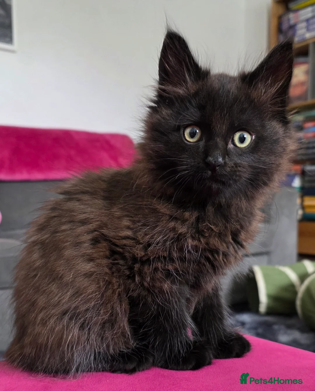 Maine Coon cats for sale: Gorgeous, sociable maine coon kittens  - Advert 37