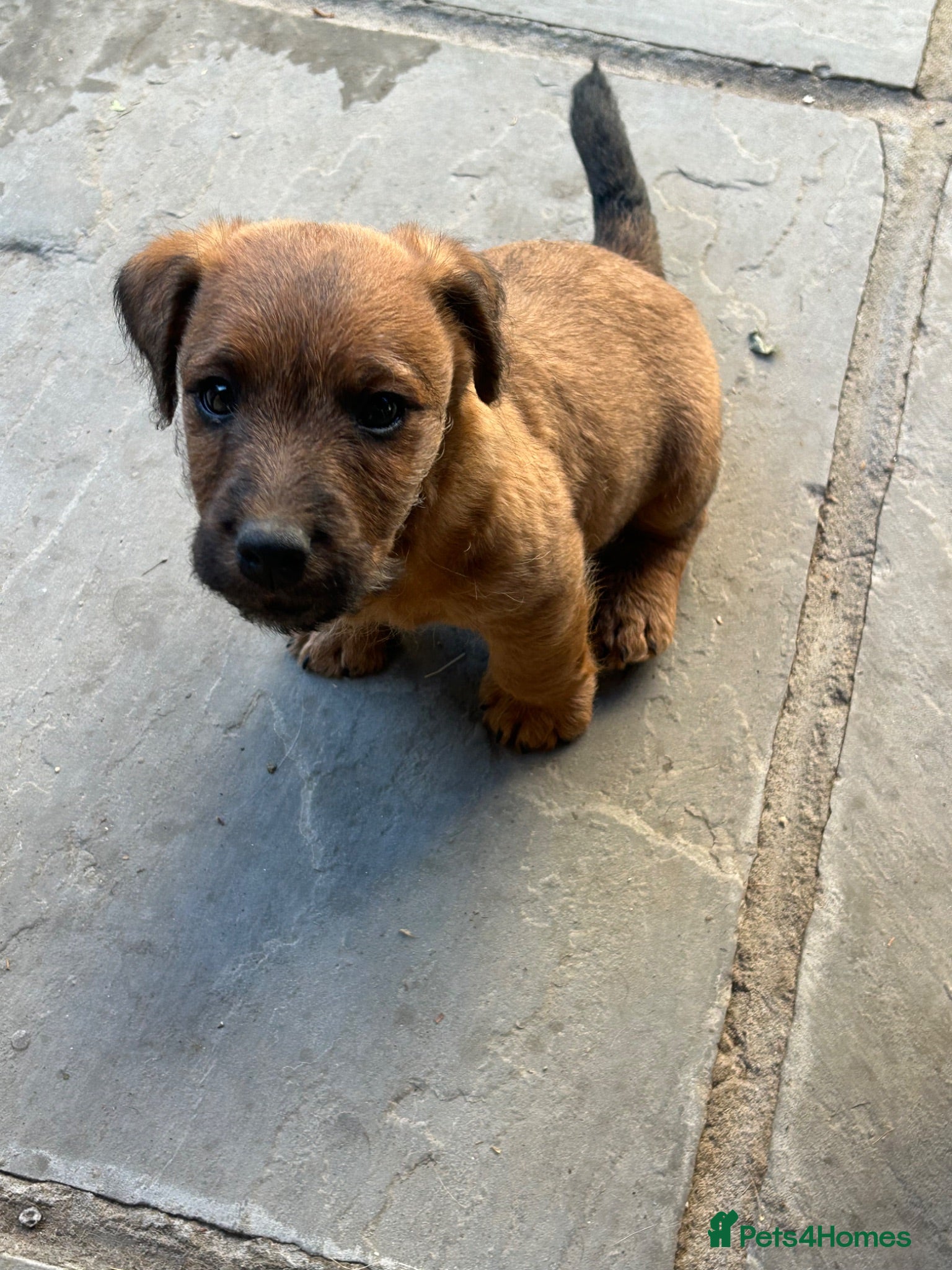 Lakeland Terrier dogs Lakeland puppies for sale - Advert 6