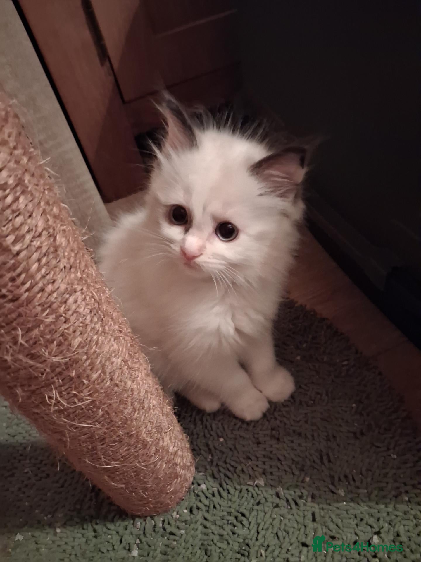 Ragdoll cats Ready Now Beautiful GCCF Ragdoll  - Advert 3