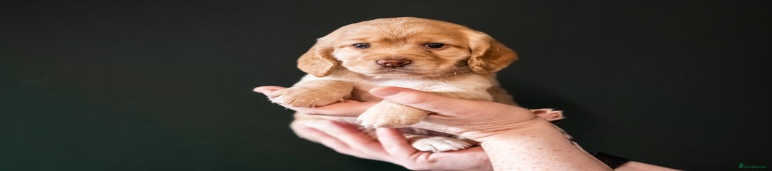 Cocker Spaniel Puppy 3