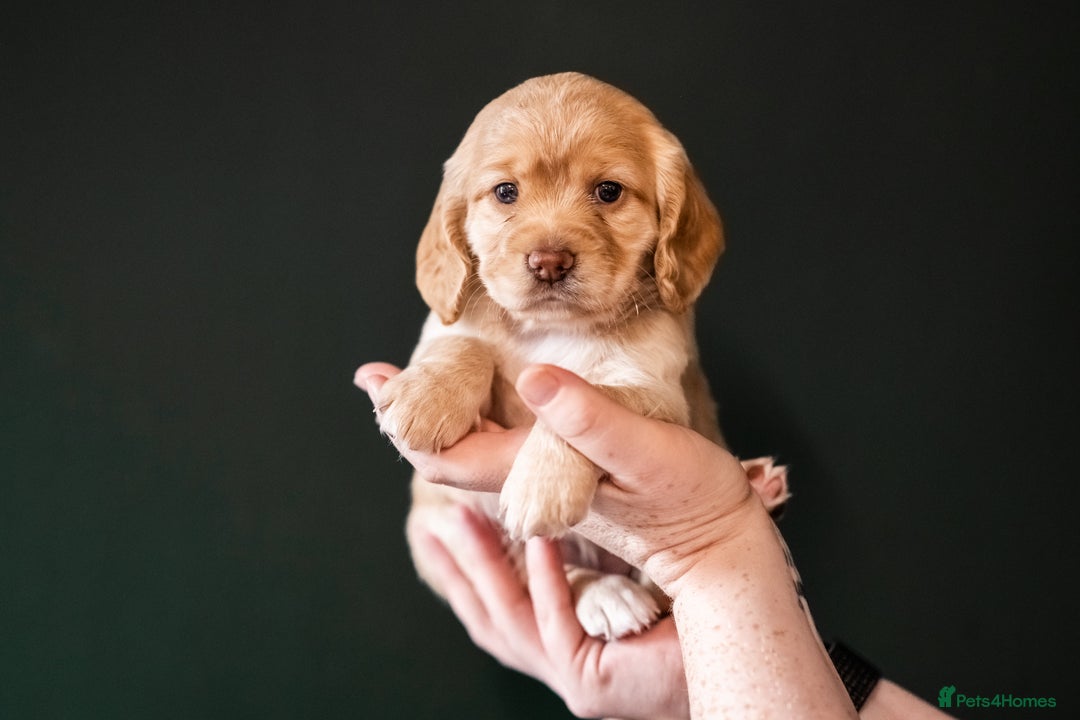 Cocker Spaniel dogs for sale: KC Reg Working Cocker Spaniels (Golden) - Image 18