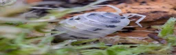 Isopods invertebrates for sale: Porcellio Laevis Giant Orange & Dairy Cow Isopods - Advert 2