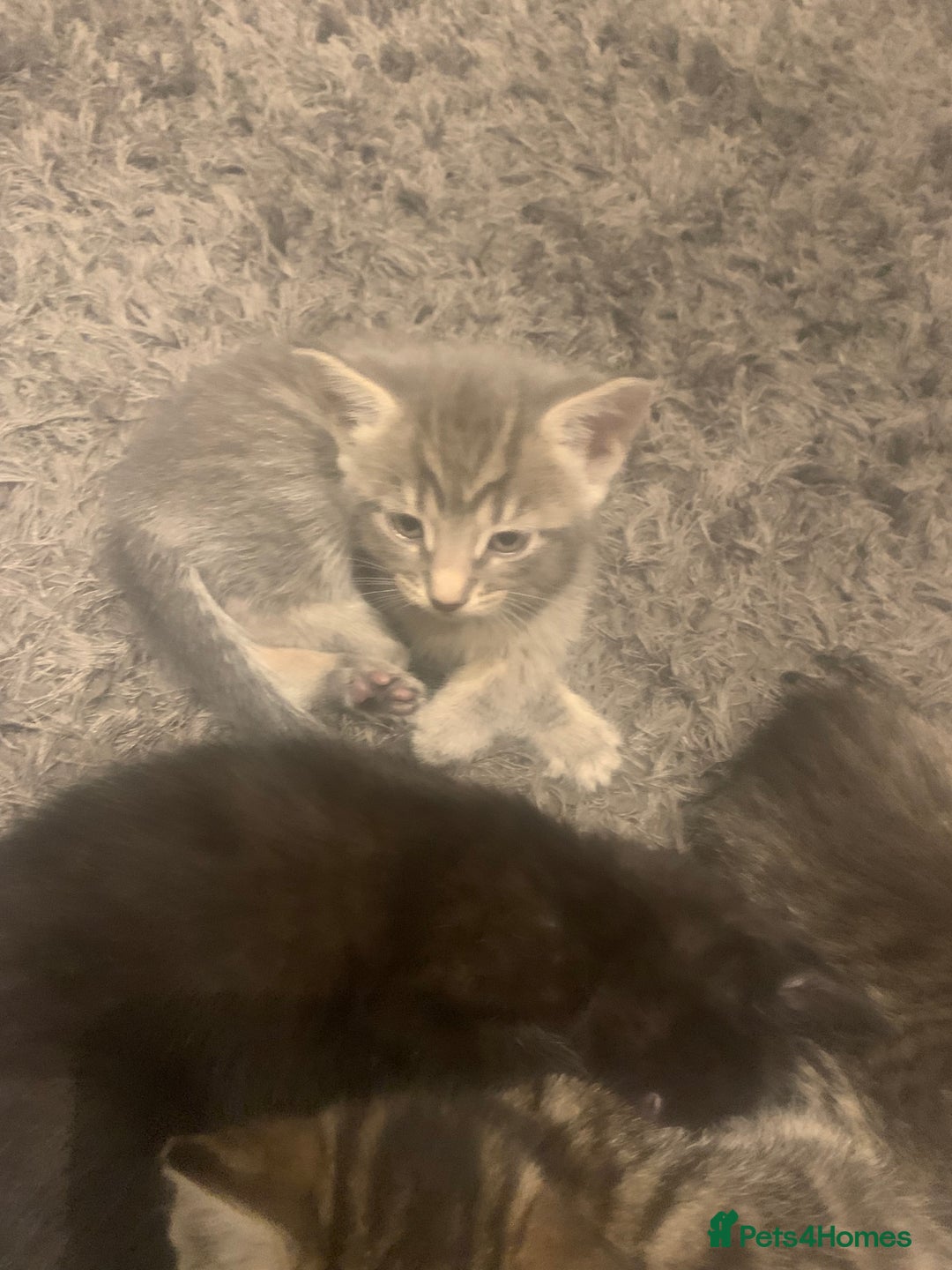 Mixed Breed cats for sale: 8 beautiful kittens for sale - Advert 14