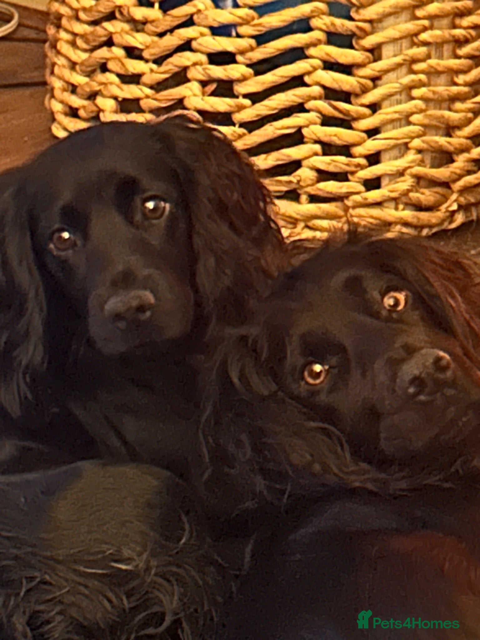 Cocker Spaniel dogs Beautiful litter of 9 working cocker spaniel pups  - Advert 2