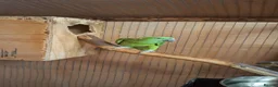 Parrots birds for sale: Proven pair yellow naped amazons  in Carrickfergus - Advert 3