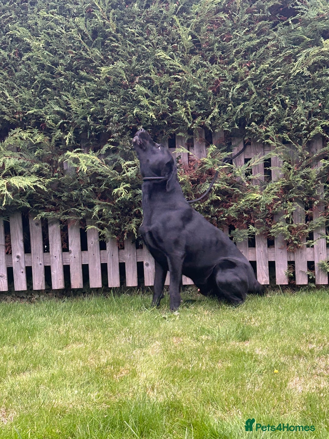 Labrador Retriever dogs for stud: Stunning labrador up for stud!! - Image 2