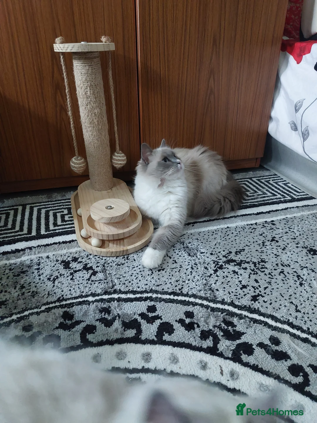 Ragdoll cats for sale: Beautiful Ragdoll Princess  - Advert 2