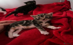 Domestic Shorthair cats for sale: Beautiful Kittens  in Godalming - Image 10