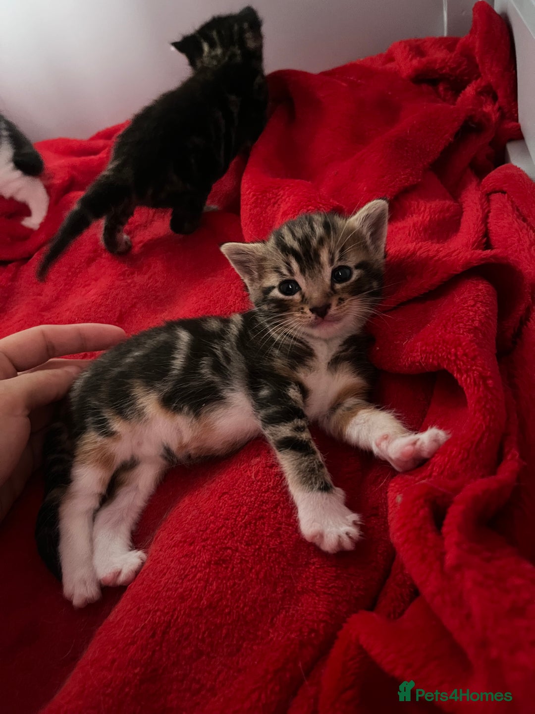 Domestic Shorthair cats for sale: Beautiful Kittens  in Godalming - Image 10