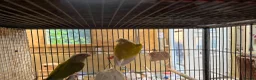 Conures birds for sale: Suncheek Conure breeding pair  - Advert 5