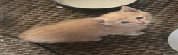 Mixed Breed cats for sale: Kittens for sale  - Advert 5