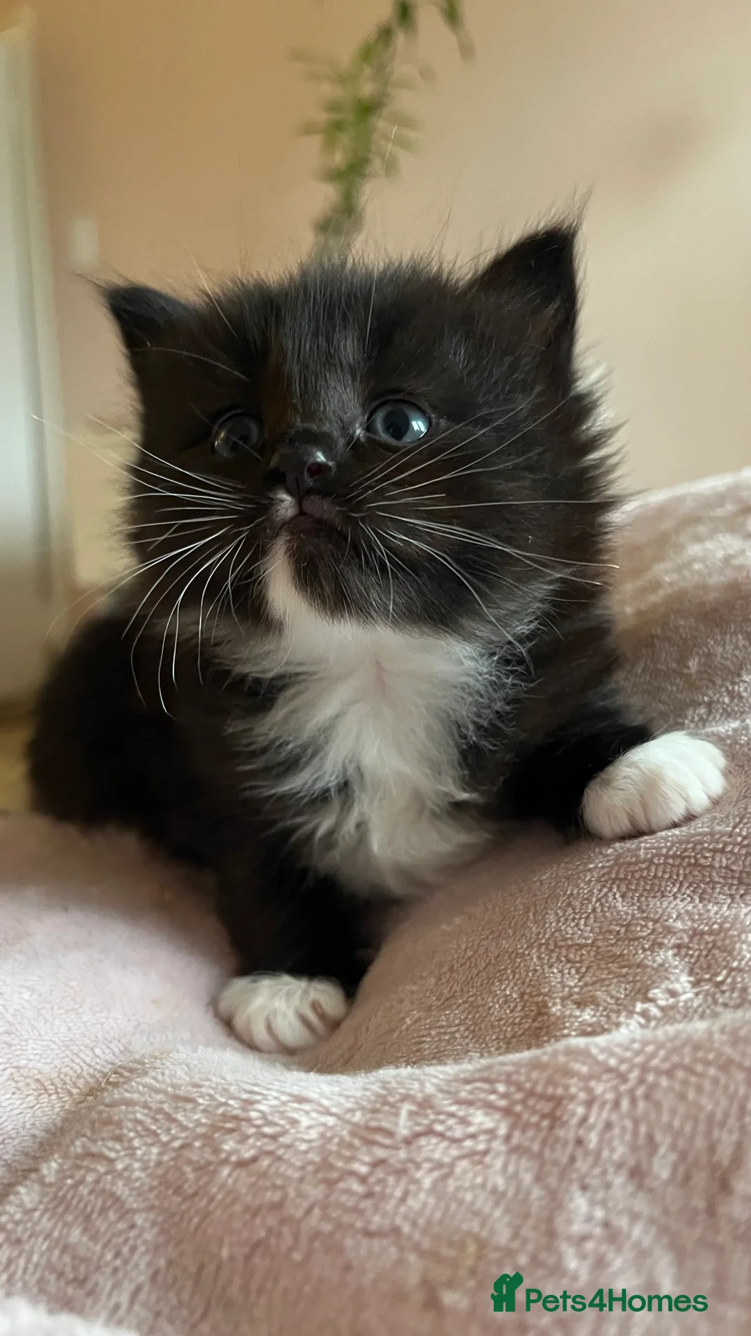 Ragdoll cats for sale:  Reserved! Ragdoll Kittens- Fluffy, Very Cuddly  - Advert 15