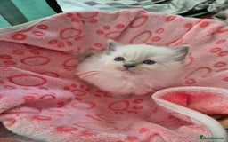 Ragdoll cats for sale: Beautiful Ragdoll Kittens, GCCF & Tica Registered - Image 11