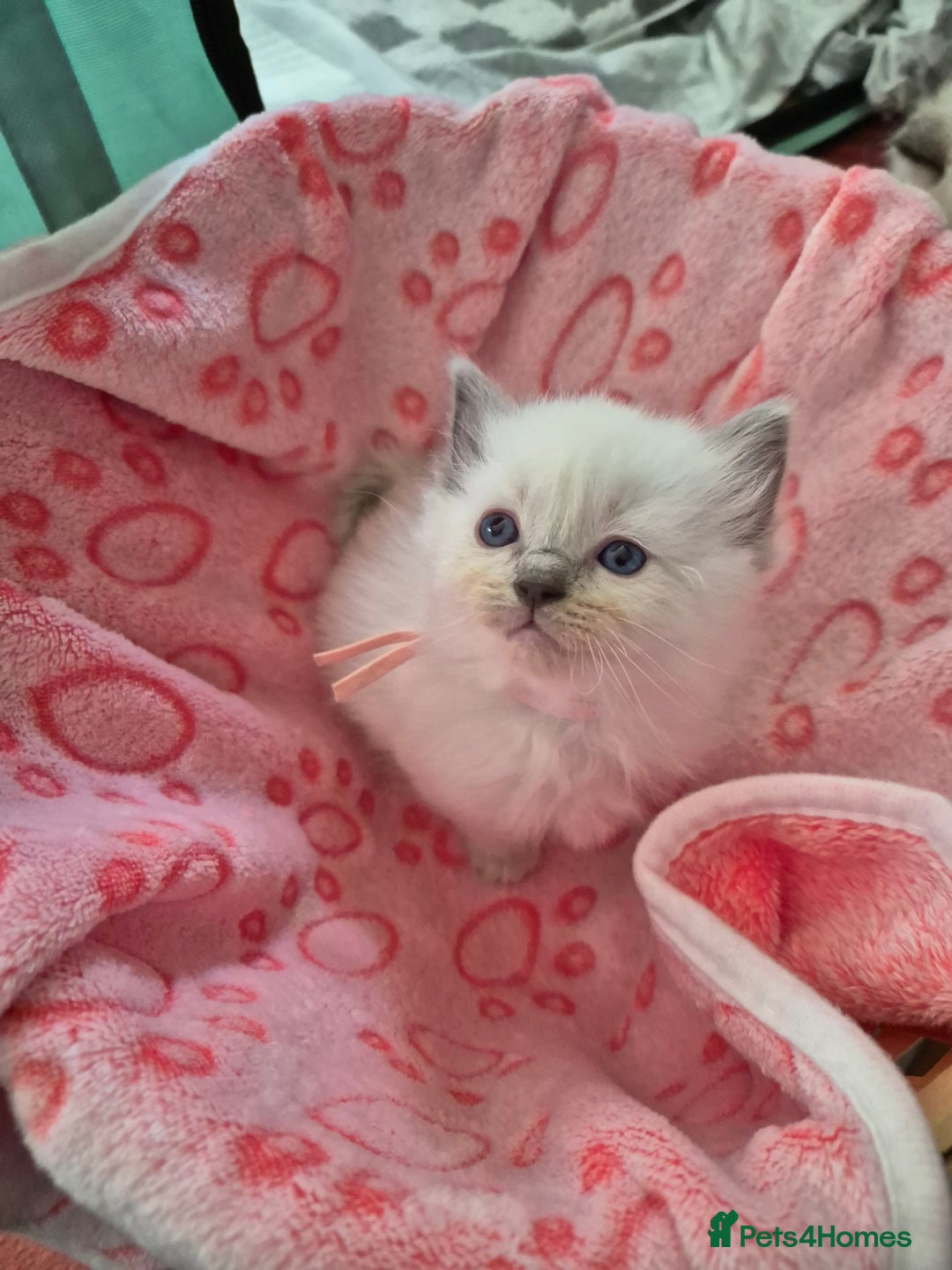 Ragdoll cats for sale: Beautiful Ragdoll Kittens, GCCF & Tica Registered - Image 11