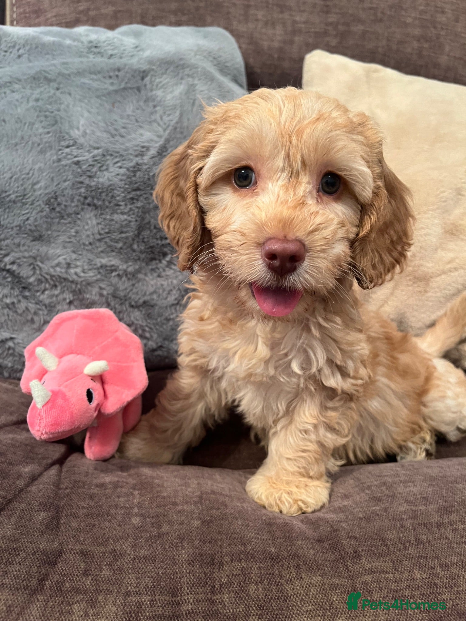 Cockapoo dogs 💙💗Gorgeous Cockapoo F1 Puppies  - Advert 17