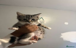 Ragdoll cats for sale: Ragdoll x bengal //// bengal x tabby - Image 4