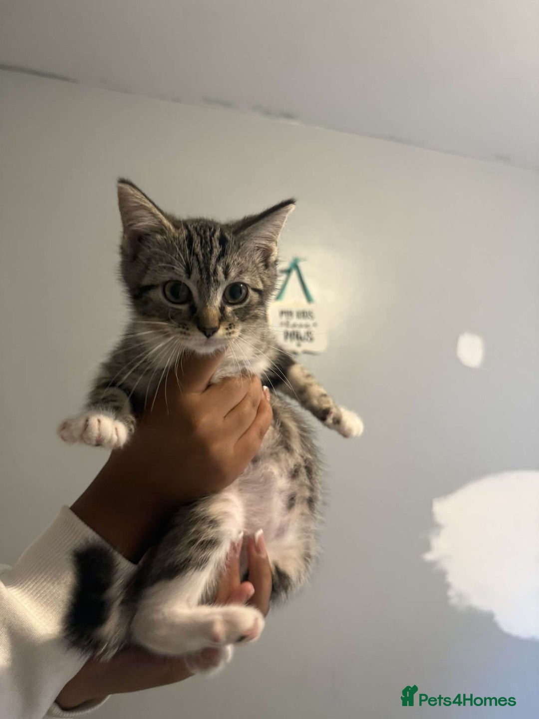 Ragdoll cats for sale: Ragdoll x bengal //// bengal x tabby - Image 4