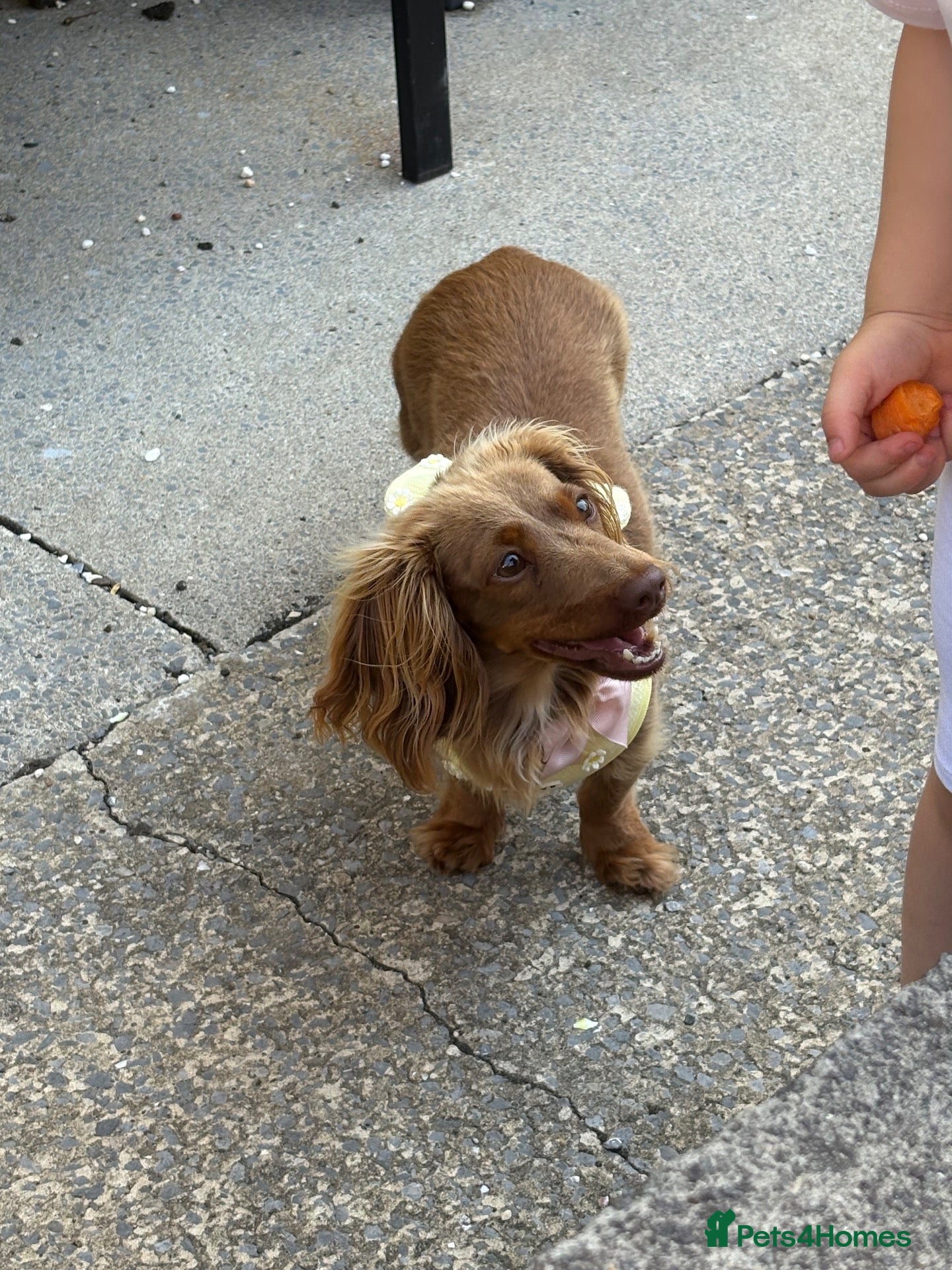 Miniature Dachshund dogs Longhaired miniature dachshund  - Advert 5