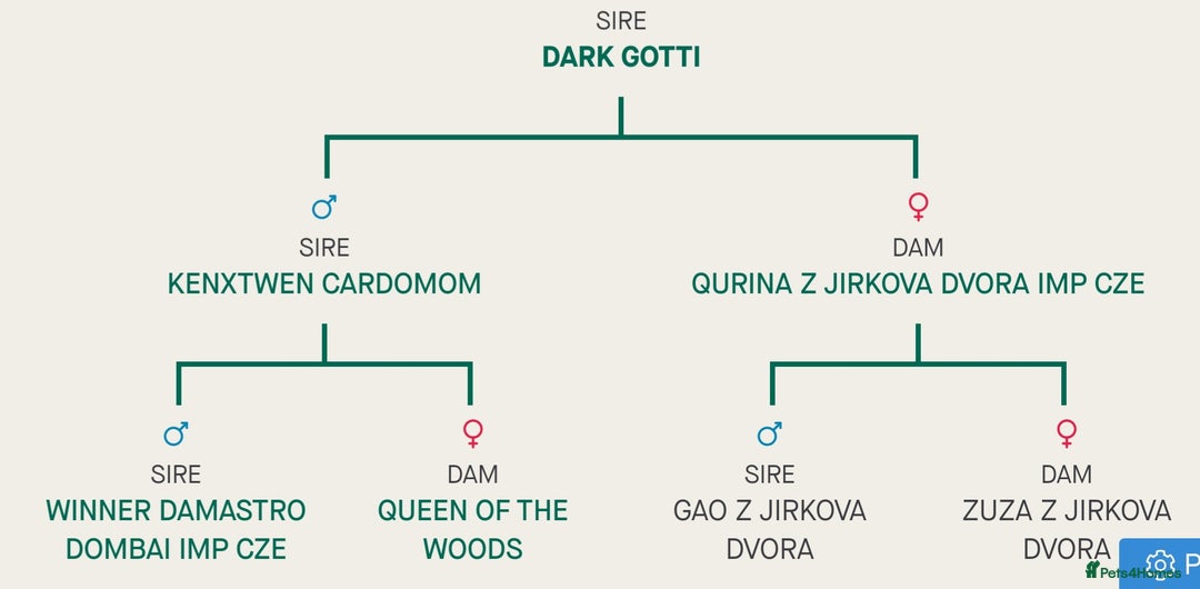 German Shepherd dogs for stud: CZECK LINE GERMAN SHEPHERD FOR STUD DUTIES ONLY  - Advert 8