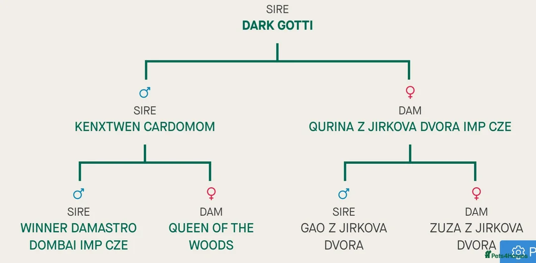 German Shepherd dogs for stud: CZECK LINE GERMAN SHEPHERD FOR STUD DUTIES ONLY  - Advert 8