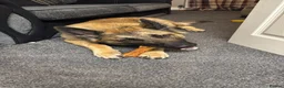 Mixed Breed dogs for sale: German Shepherd Malinois  in Sheffield - Advert 1