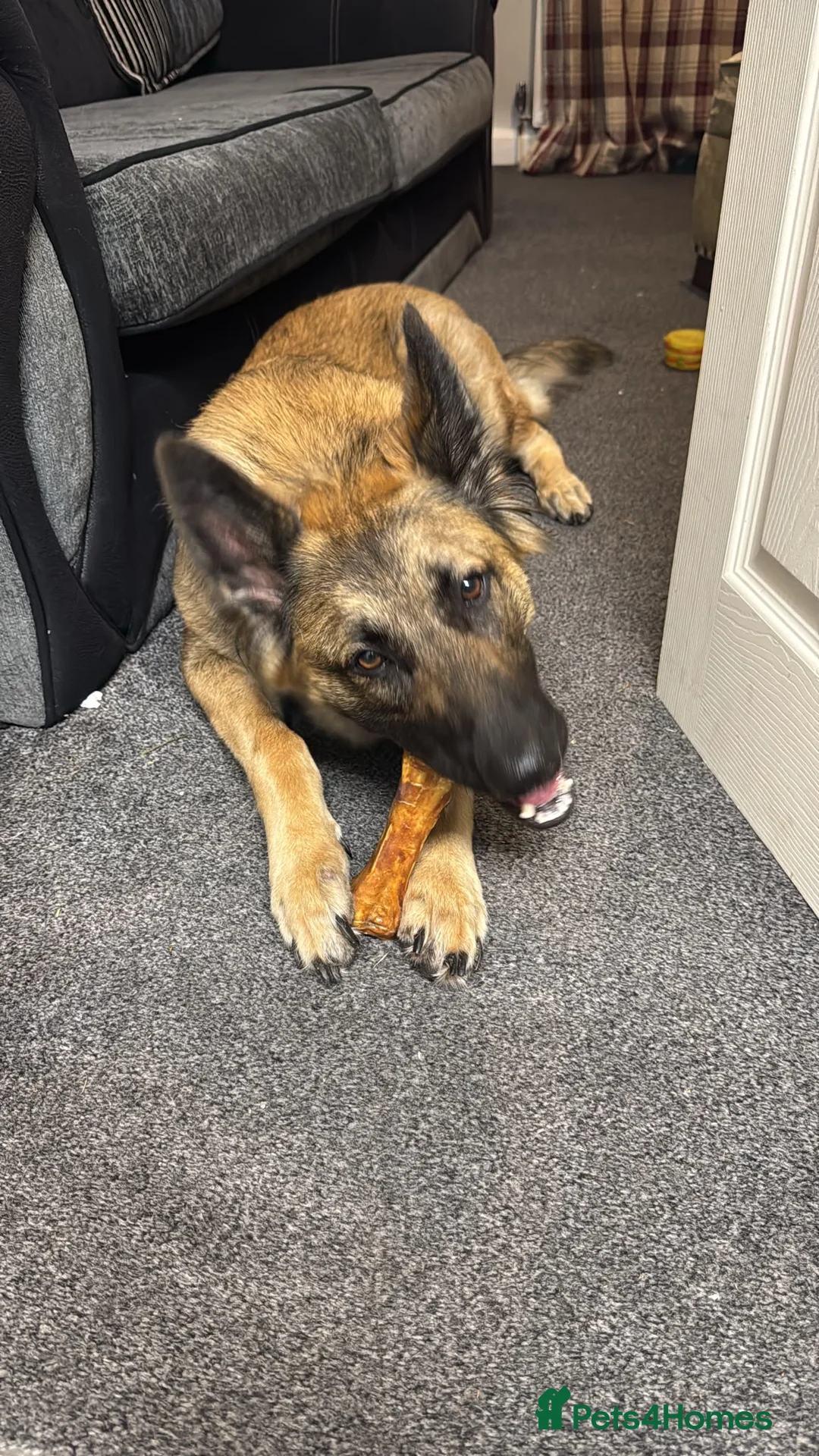 Mixed Breed dogs for sale: German Shepherd Malinois  in Sheffield - Advert 1