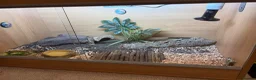 Hermann Tortoise reptiles for sale: Hermann tortoise  in Daventry - Advert 1