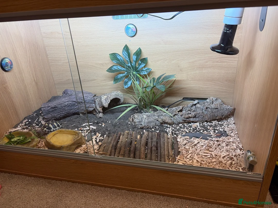 Hermann Tortoise reptiles for sale: Hermann tortoise  in Daventry - Advert 1