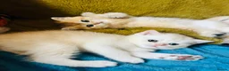 Scottish Fold cats for sale:  Kittens Ready for Their Forever Homes - Advert 34