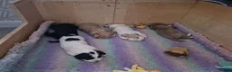 Cocker Spaniel dogs for sale: 5 beautiful cocker puppies - Advert 39
