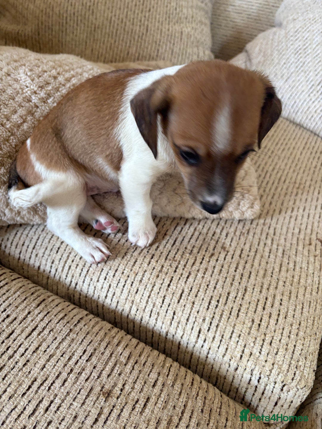 Dachshund dogs for sale: 5 dachshund x cavachon pups for sale  - Image 14