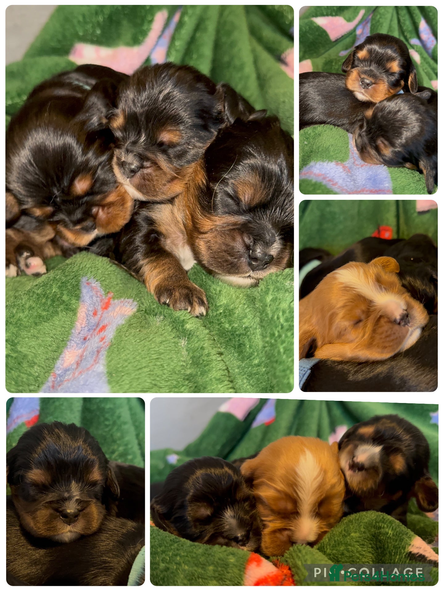Cavalier King Charles Spaniel dogs Beautiful litter of KC reg King Charles spaniels - Advert 5
