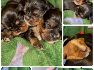 Cavalier King Charles Spaniel dogs Beautiful litter of KC reg King Charles spaniels - Advert 5