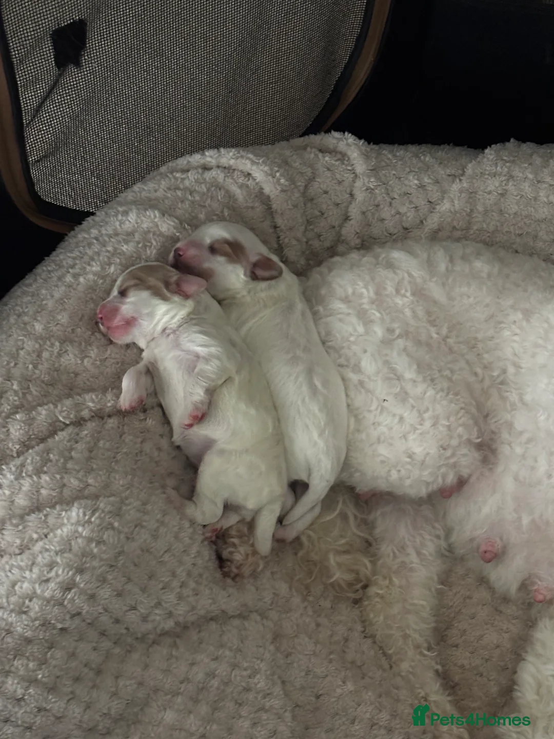 Mixed Breed dogs for sale: 2 cavapoo puppies for sale - Advert 1