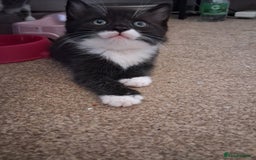 Mixed Breed cats for sale: Beautiful kittens - Advert 4