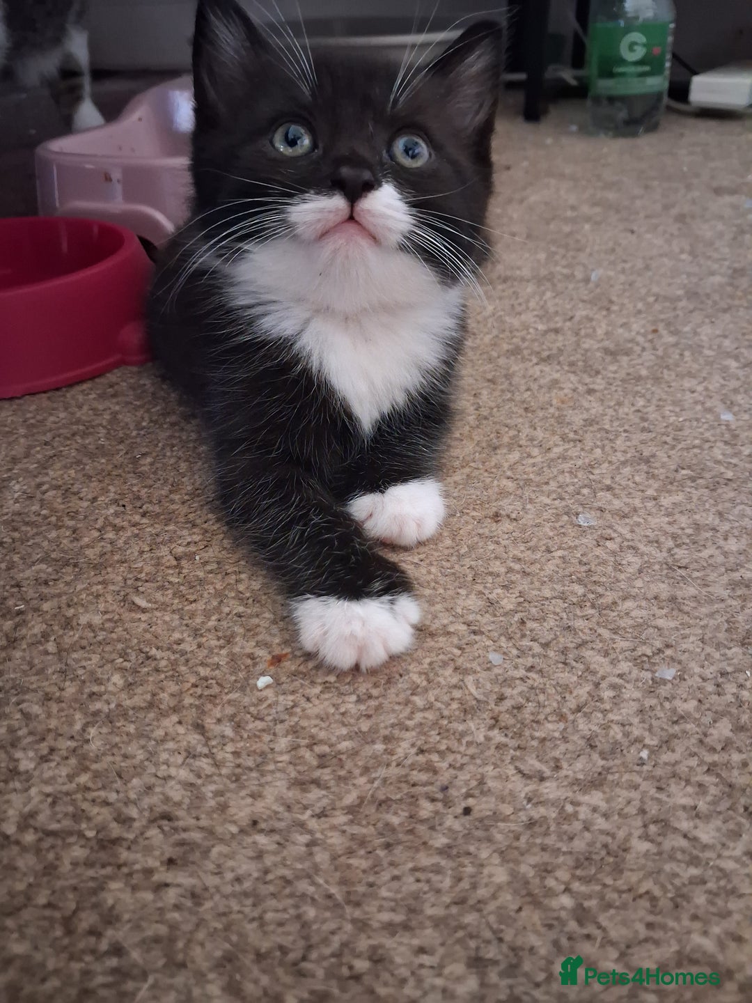 Mixed Breed cats for sale: Beautiful kittens - Advert 4