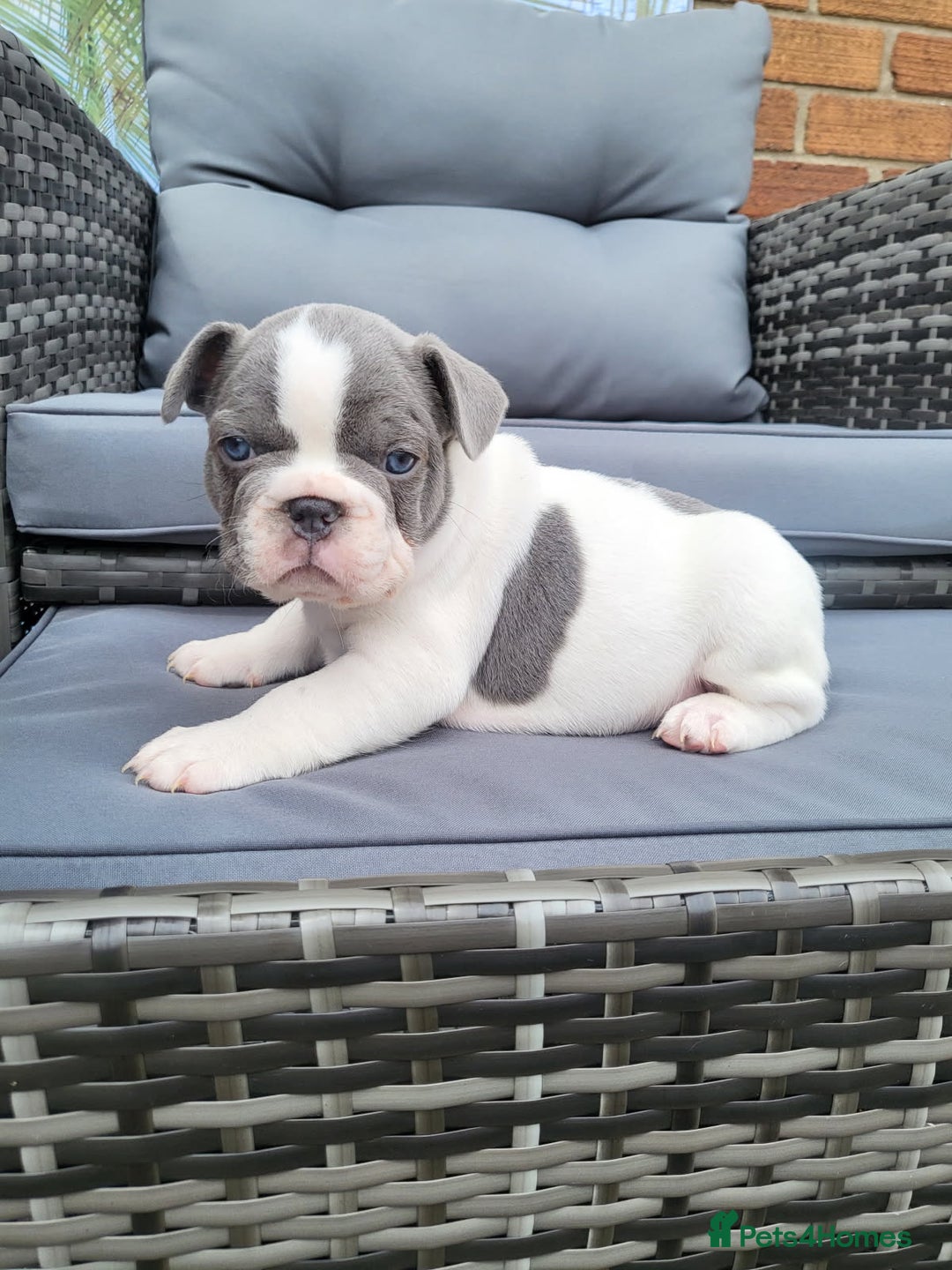 French Bulldog dogs for sale: KC Registered Frenchies ONLY 3 LEFT - Image 3