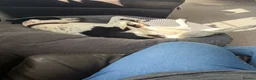 Mixed Breed dogs for sale: Two young dogs  - Advert 5