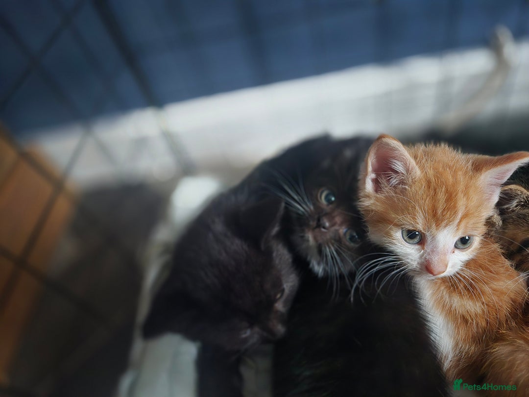 British Shorthair cats for sale: Adorable kittens - Advert 9