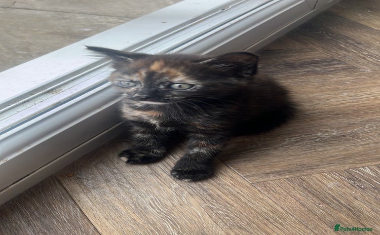 Mixed Breed cats - Advert 4