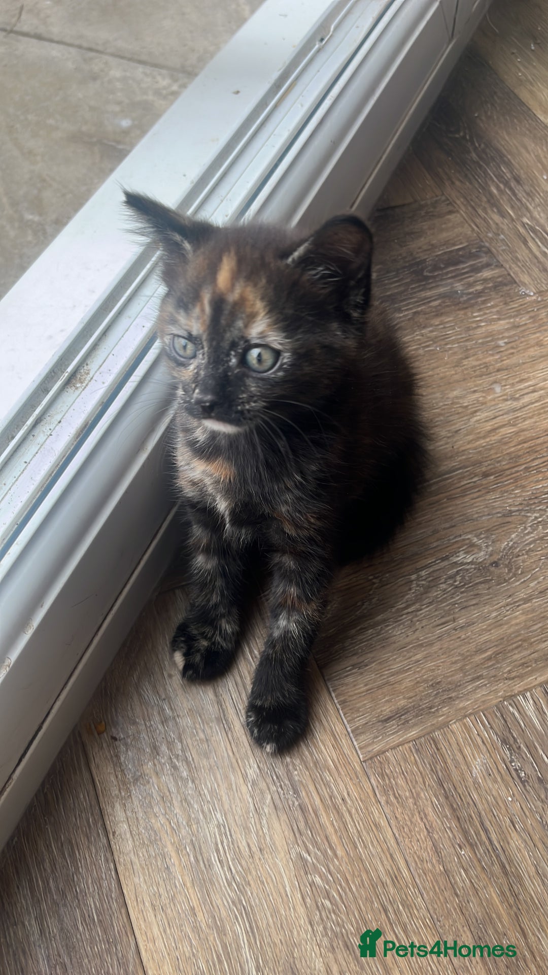 Mixed Breed cats for sale: Female kitten  - Image 1