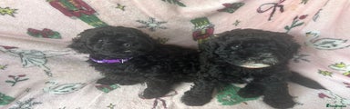 Shihpoo Puppy 4