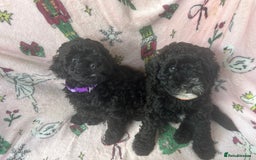Shihpoo dogs for sale: Shihpoo puppies  - Image 1