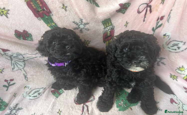 Shihpoo dogs - Advert 3